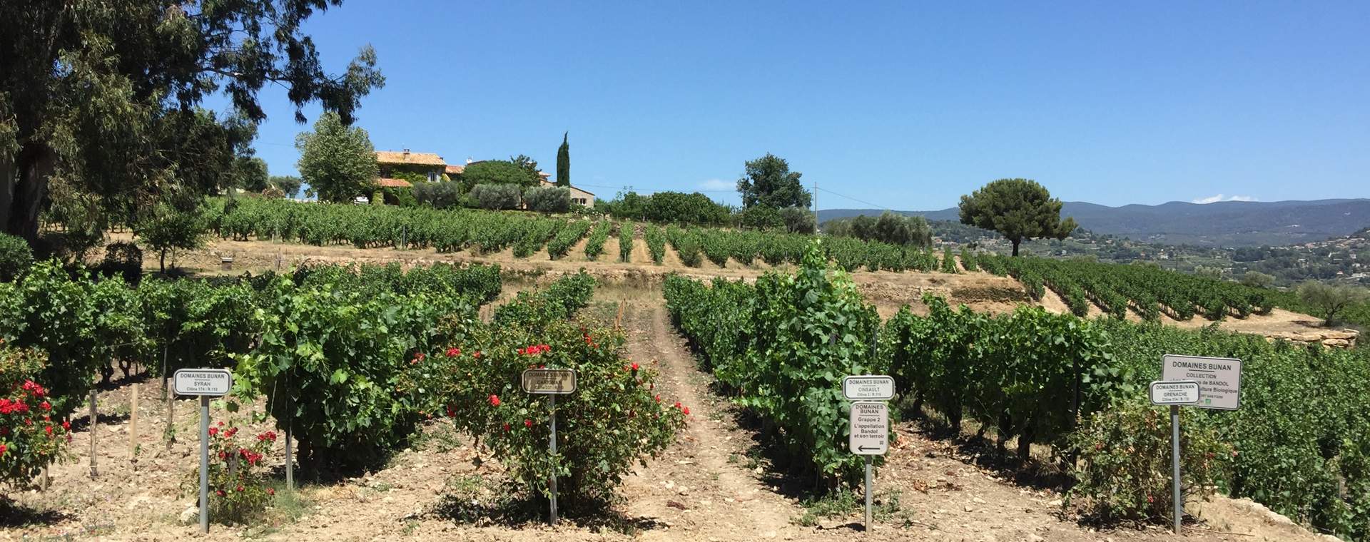 Weinberg in Bandol, Frankreich