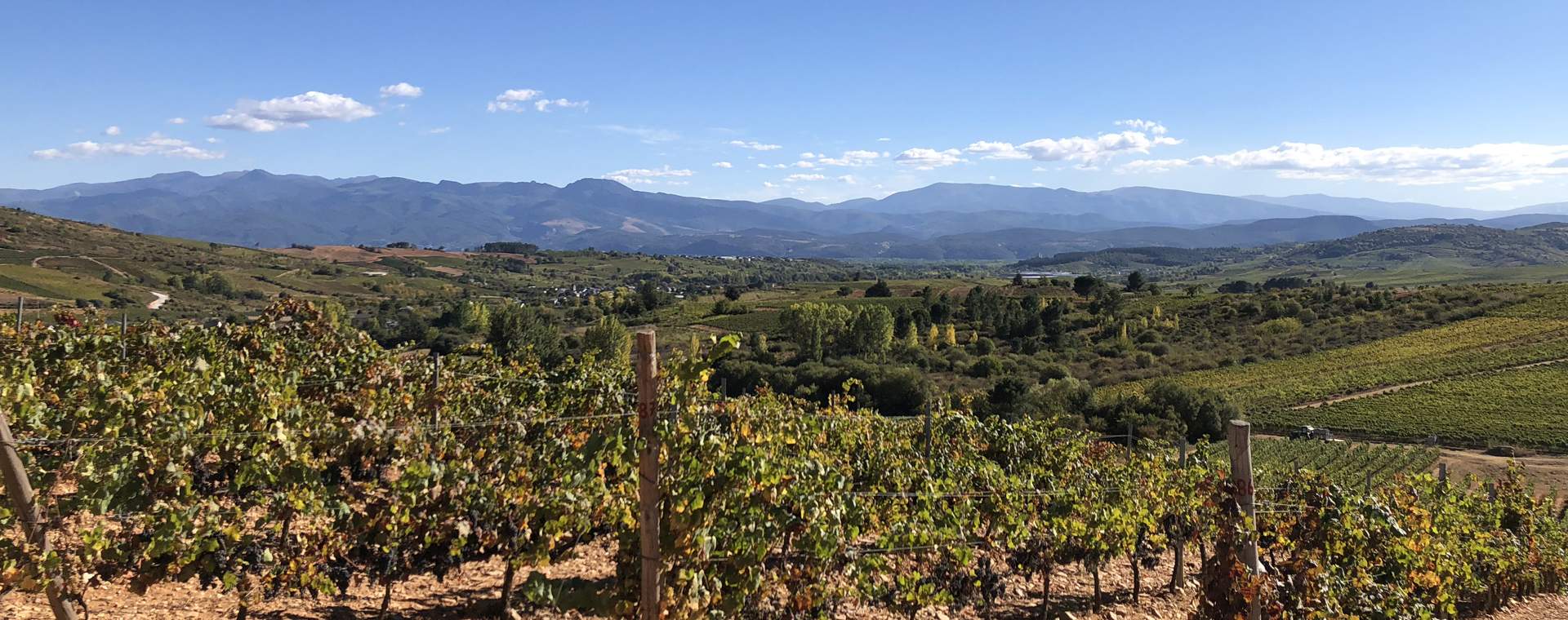 Weinberge im Gebiet Bierzo, Spanien